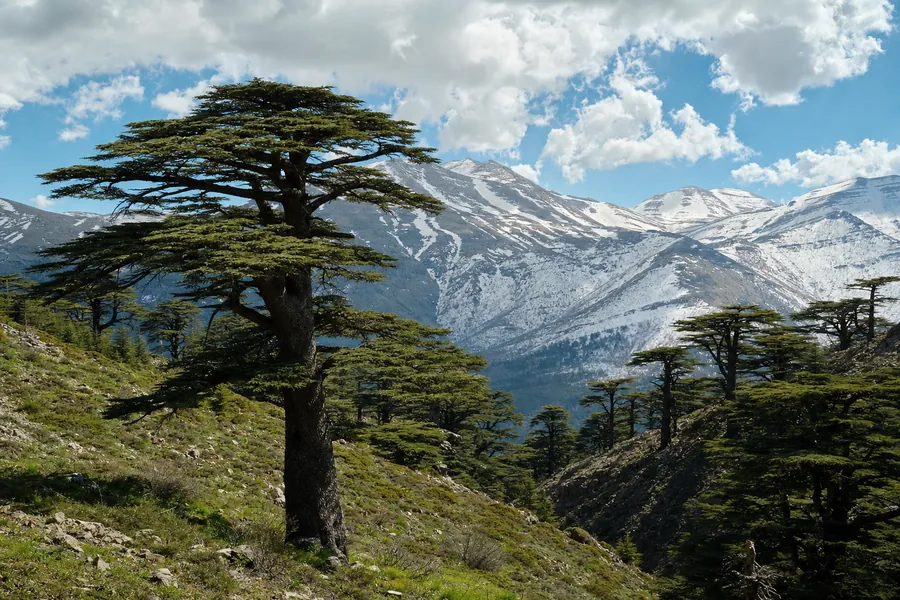Cedars & Qadisha