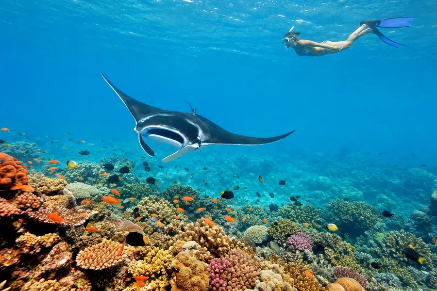 Hanifaru Bay