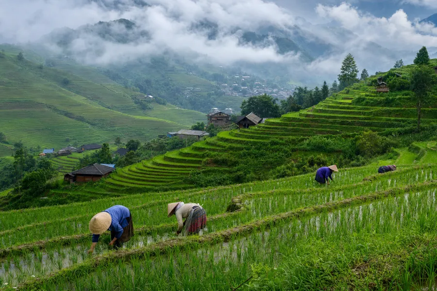 Sapa